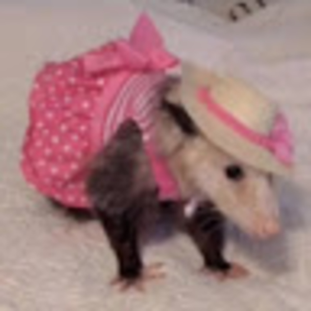 Meet your Posher, The holyest